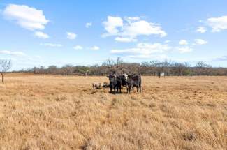 The Back House Pasture View