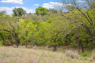 Pecan trees