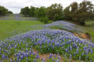 20150412_bluebonnets-on-pipeline