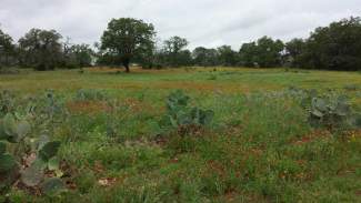 20140618_pasture-in-bloom