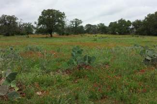 20140618_pasture-in-bloom