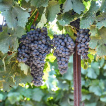 grapes