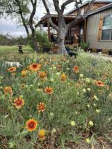 0.0-1Front-orange-flowers