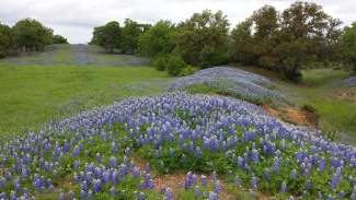 20150412_bluebonnets-on-pipeline