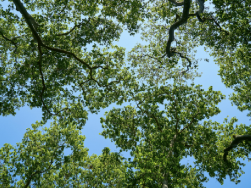 information about Oak Wilt and Decline in Frederickburg and the Texas Hill Country